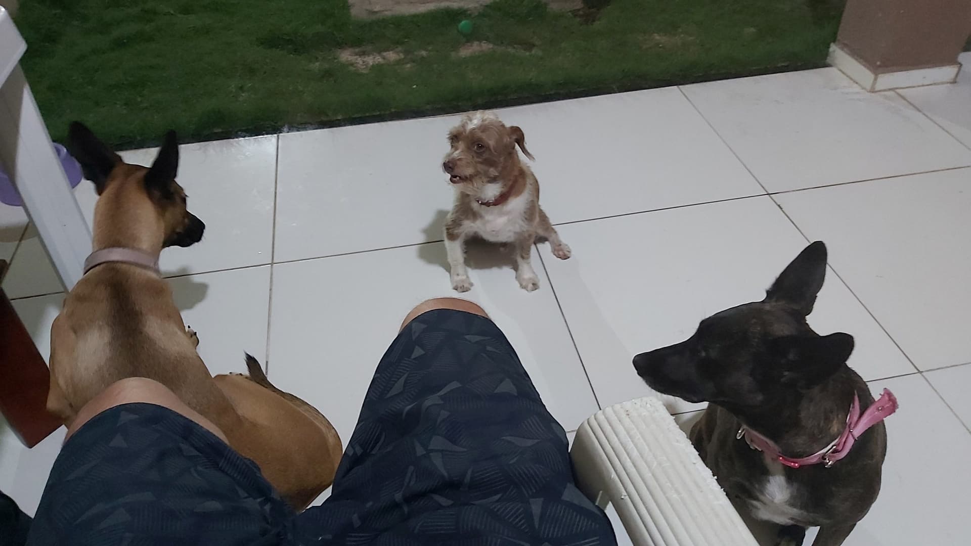 Cães